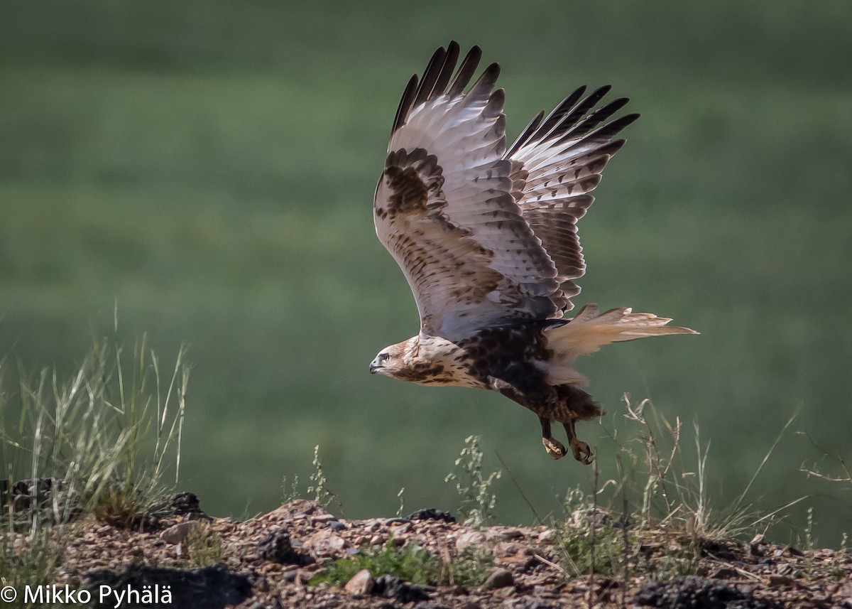 Upland Buzzard - ML204725021