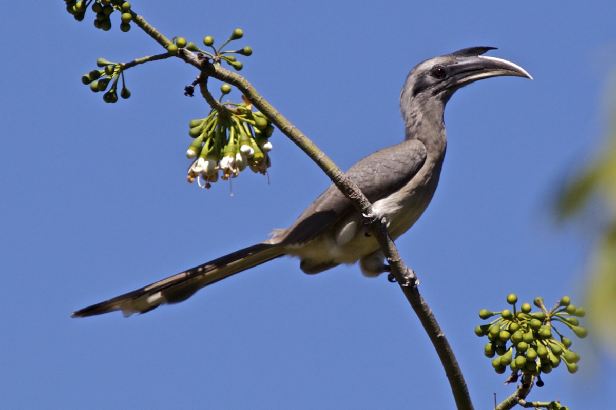 Indian Gray Hornbill - ML204726421