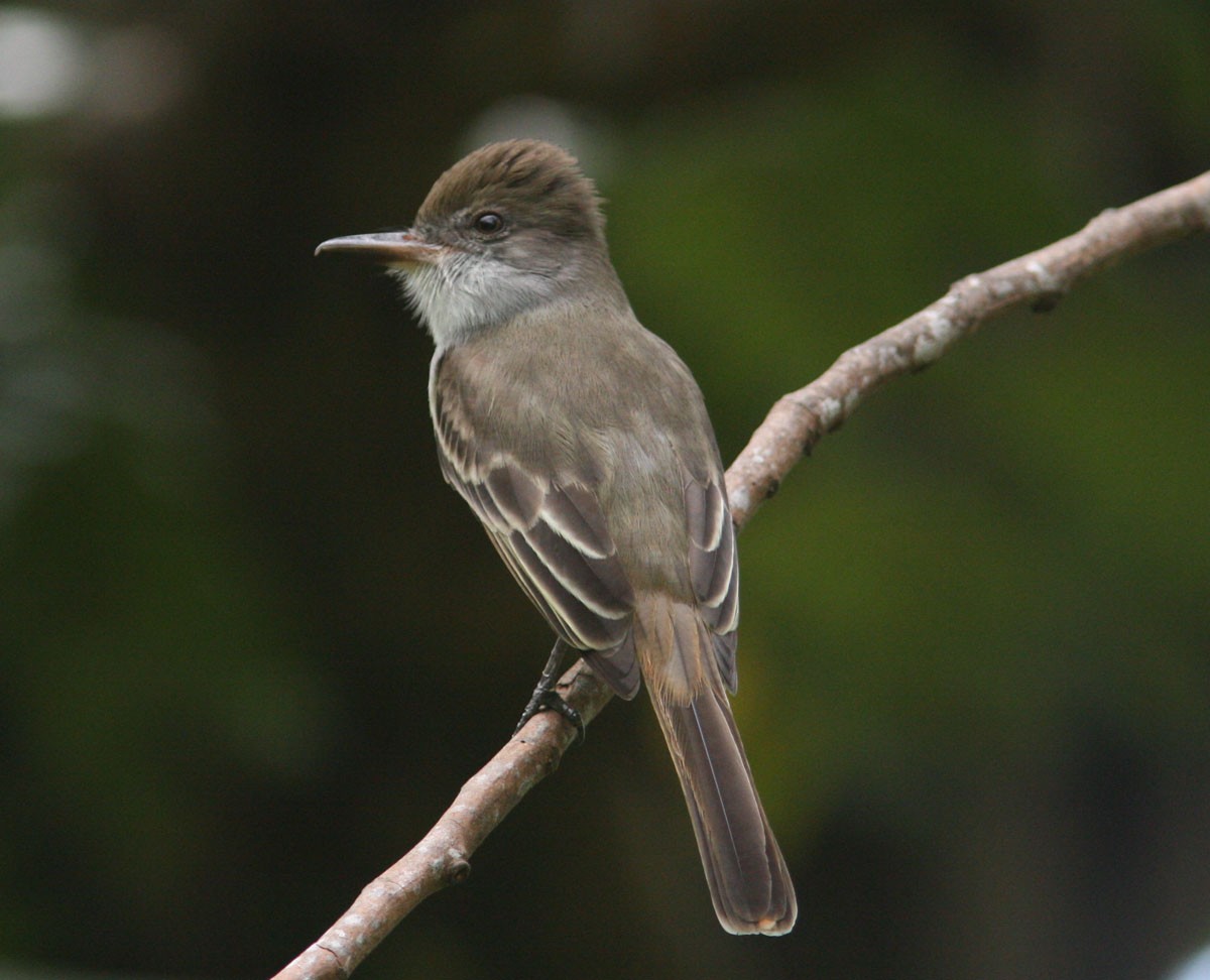 Grenada Flycatcher - ML204726691