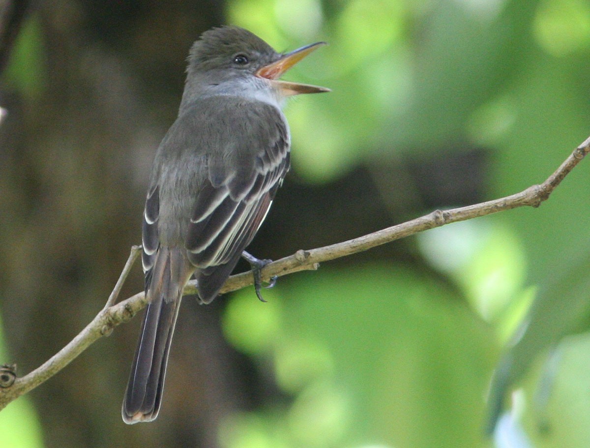 Grenada Flycatcher - ML204726701