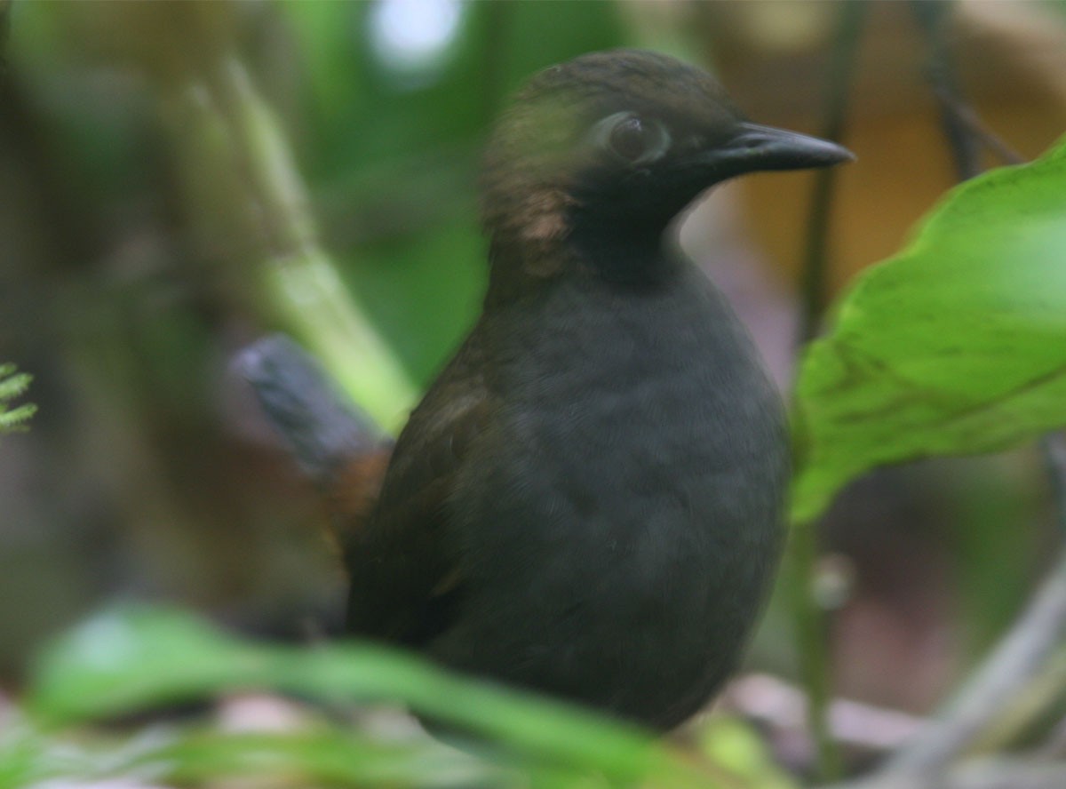 Black-faced Antthrush (Black-faced) - ML204726991