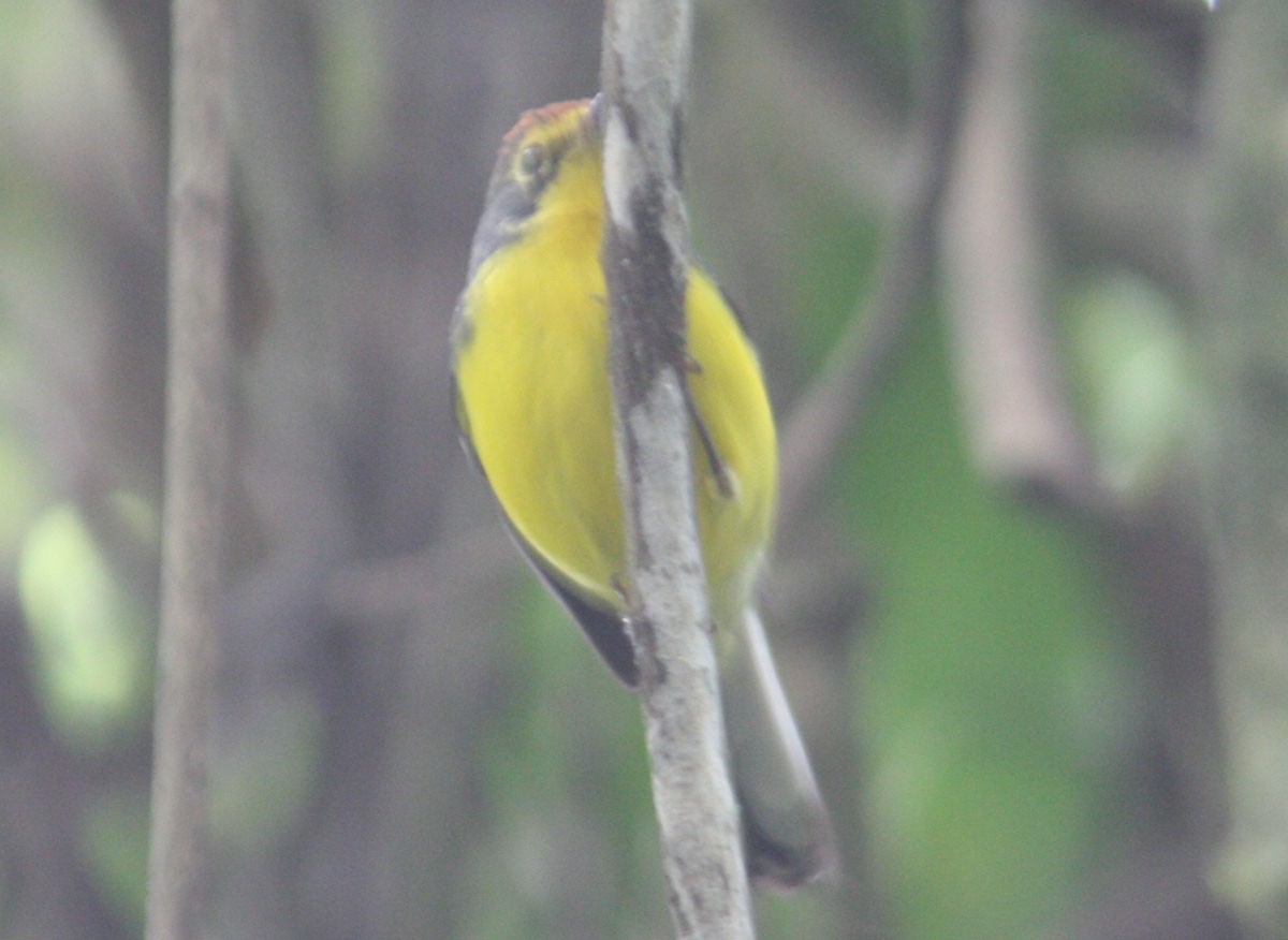 Paria Redstart - ML204727101