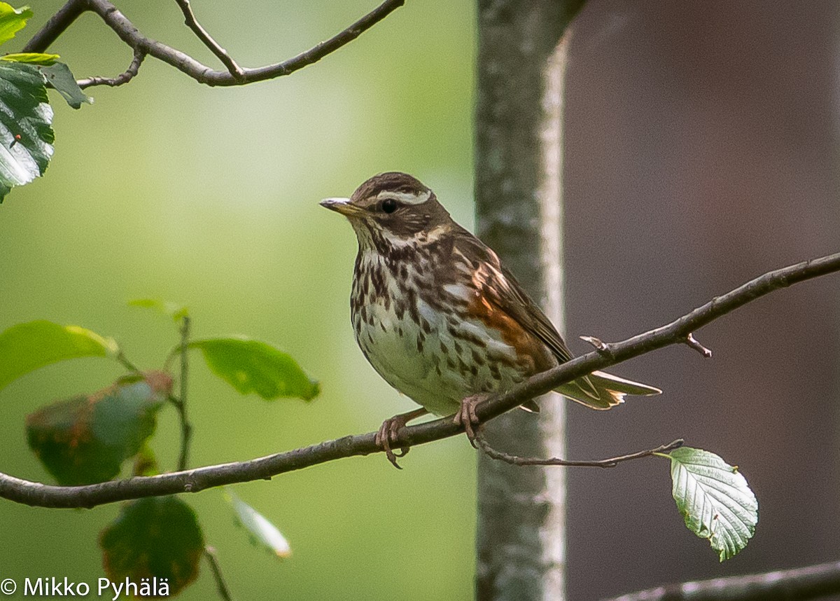 Redwing (Eurasian) - ML204727171