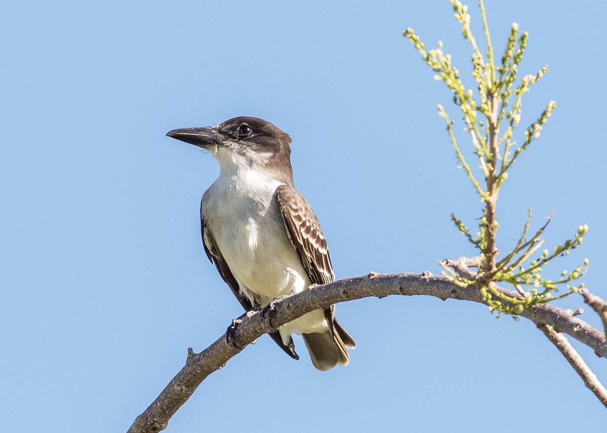 Giant Kingbird - ML204727281