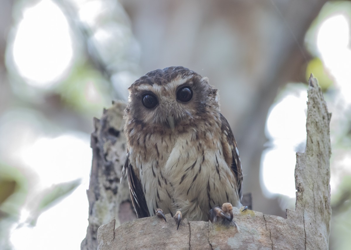 Bare-legged Owl - ML204727351