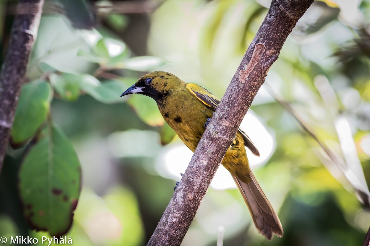 Cuban Oriole - ML204727431