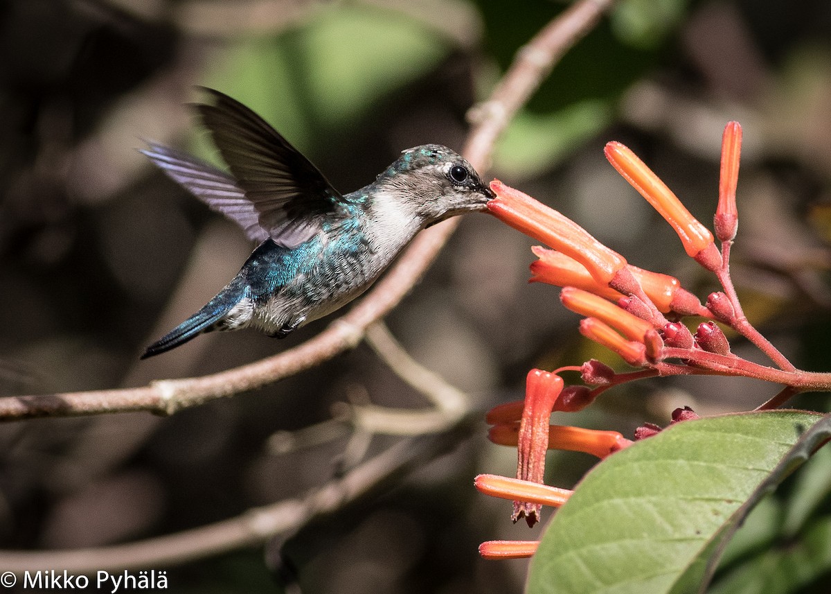 Bee Hummingbird - ML204727441