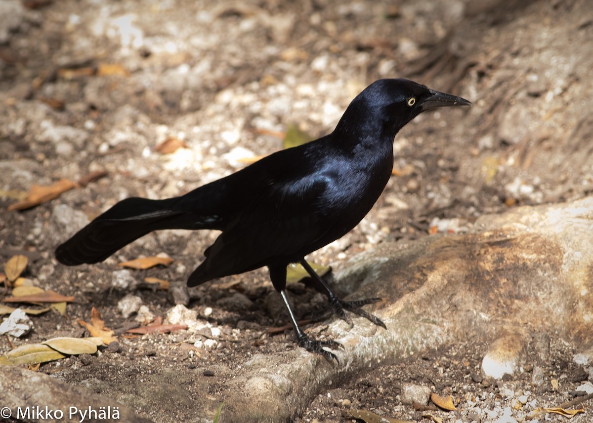 Greater Antillean Grackle - ML204727511