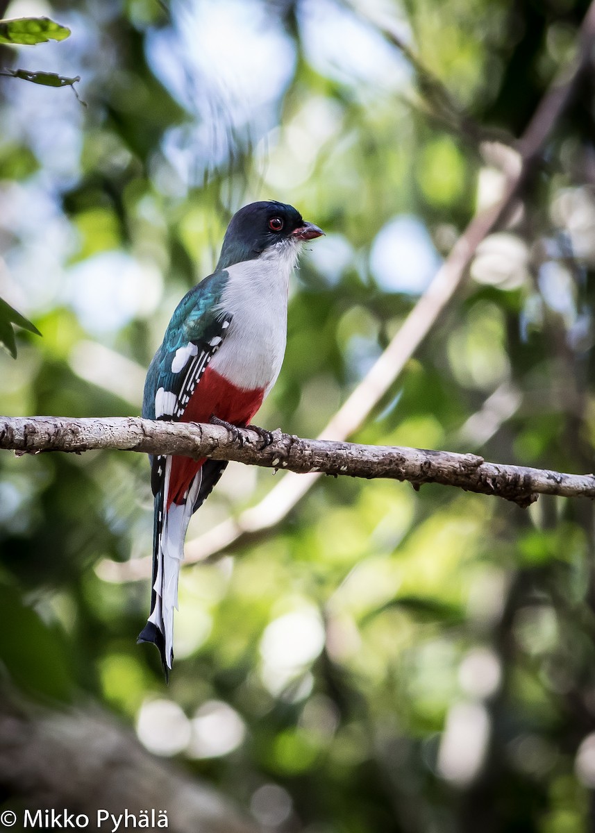 Cuban Trogon - Mikko Pyhälä