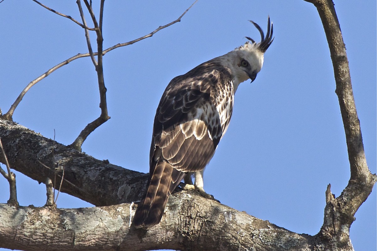 Changeable Hawk-Eagle (Crested) - ML204728441