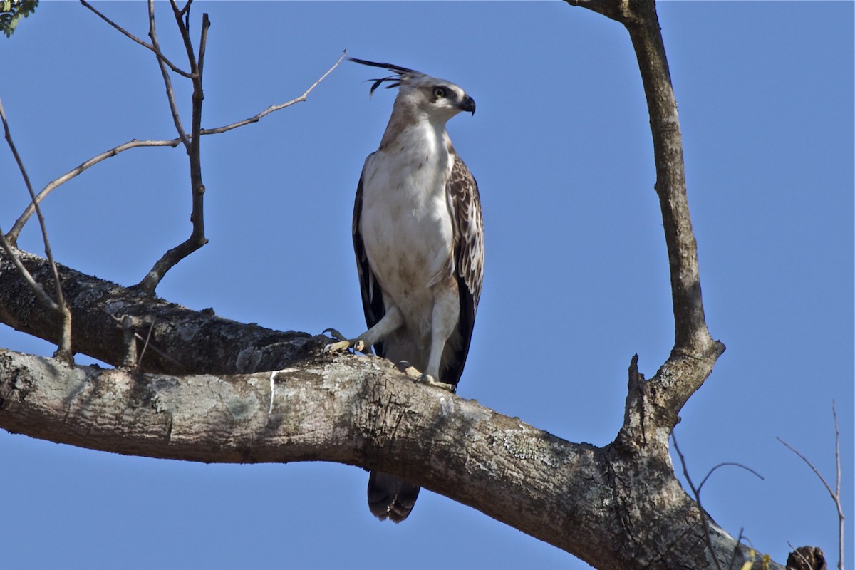 Changeable Hawk-Eagle (Crested) - ML204728451
