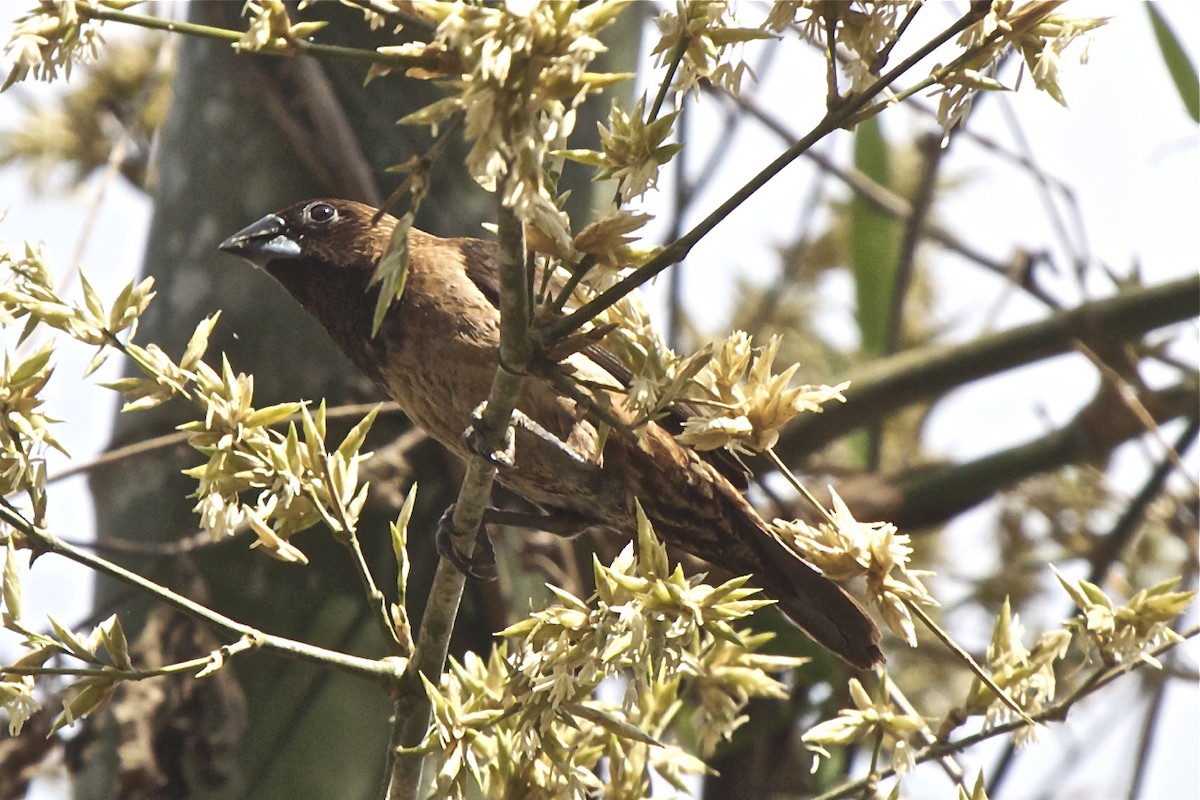 Black-throated Munia - Vasanthan Panchavarnam