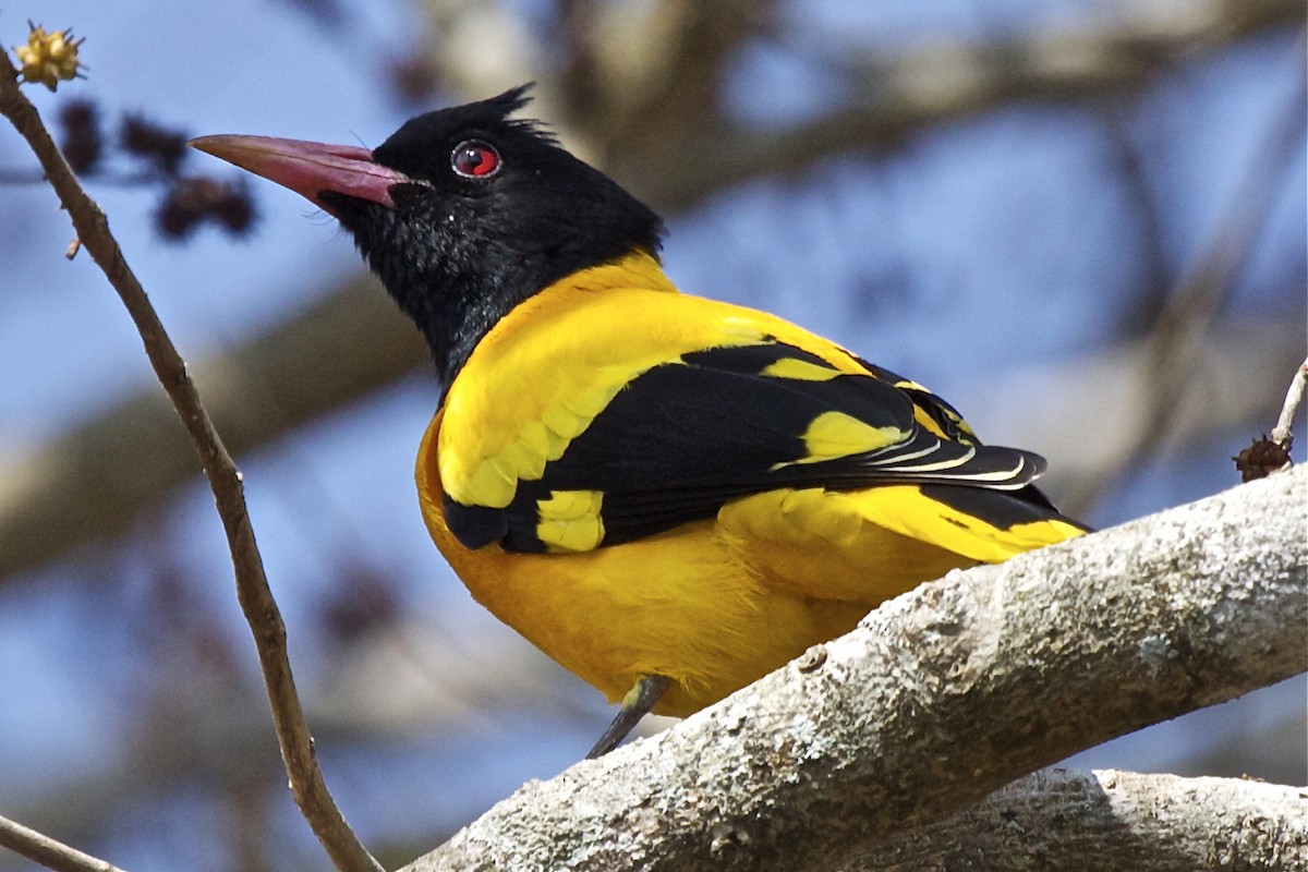 Black-hooded Oriole - ML204728551