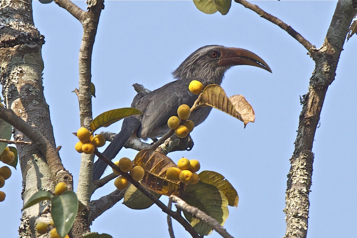 Malabar Gray Hornbill - ML204728931