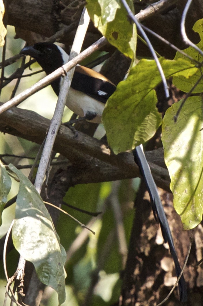 White-bellied Treepie - ML204728981