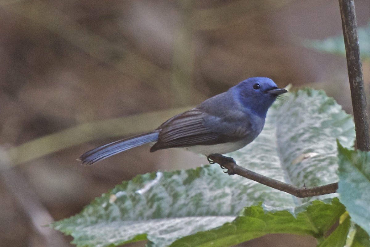 Black-naped Monarch - ML204729101