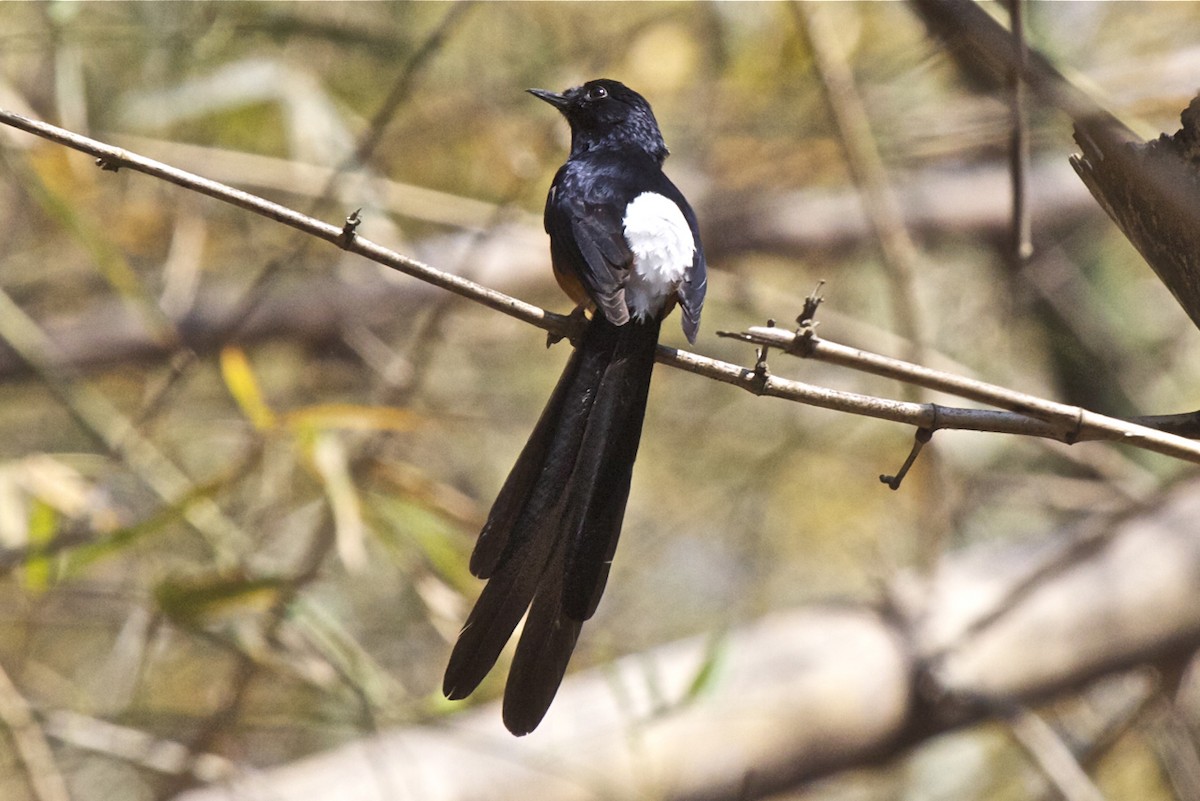 White-rumped Shama - ML204729111