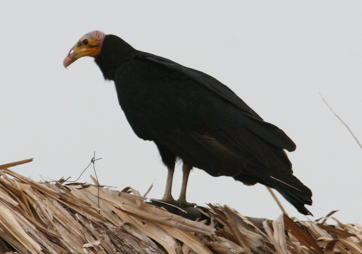 Lesser Yellow-headed Vulture - ML204729221