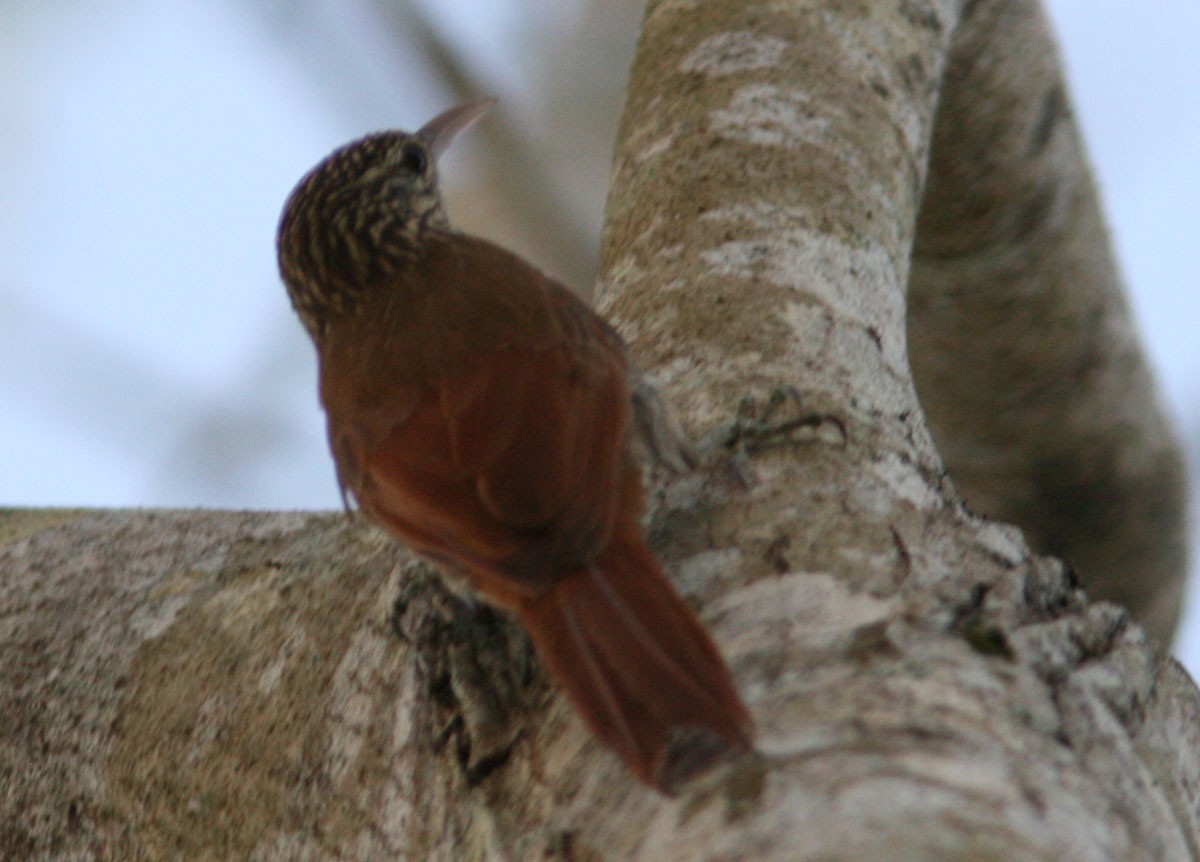 Streak-headed Woodcreeper - ML204729241