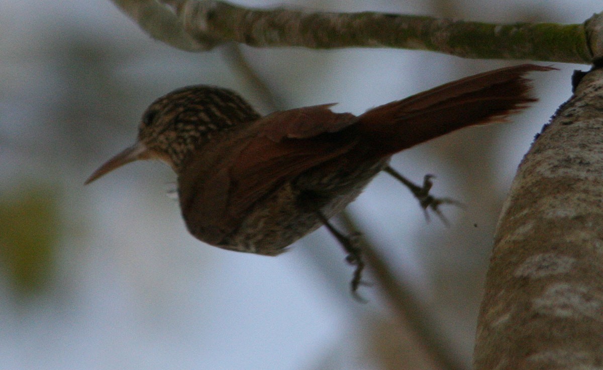 Streak-headed Woodcreeper - ML204729251