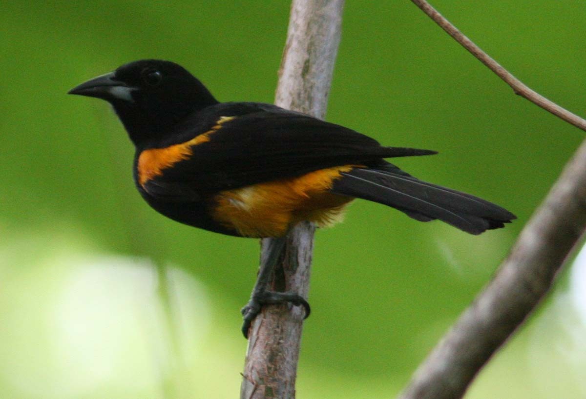 St. Lucia Oriole - ML204729531