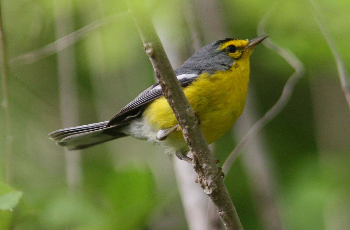 St. Lucia Warbler - ML204729551