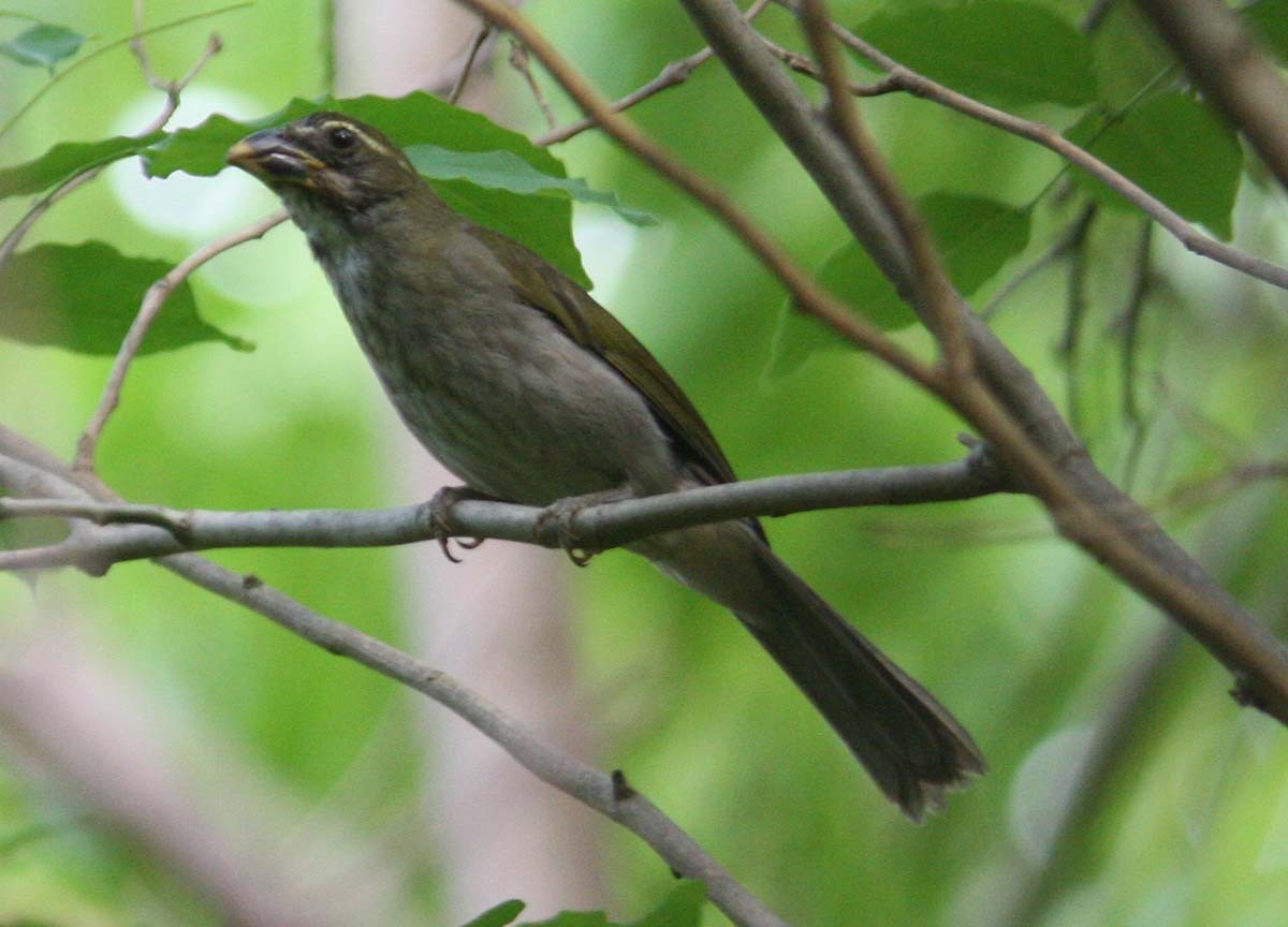 Lesser Antillean Saltator - ML204729571