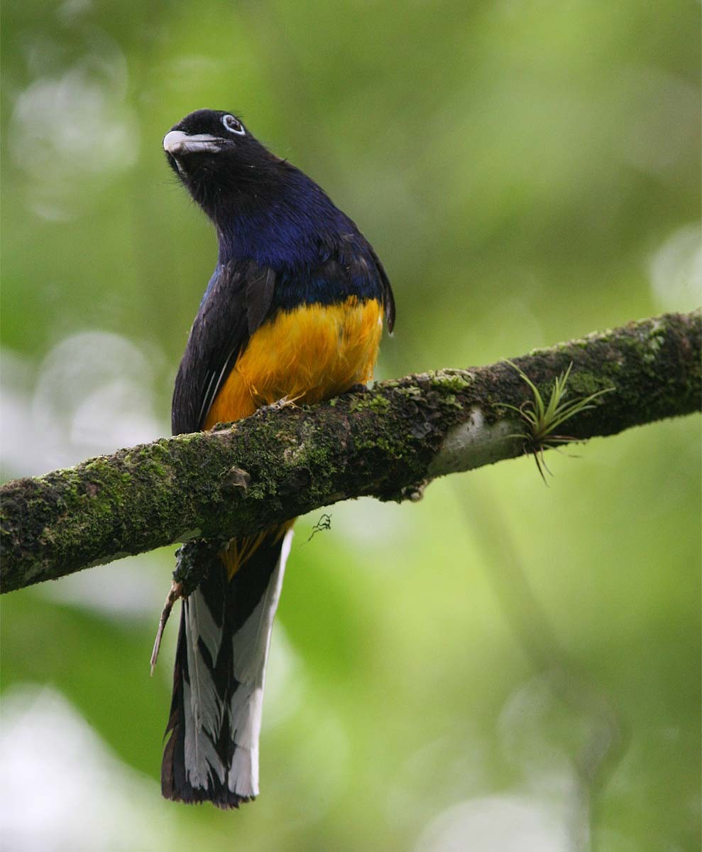 Green-backed Trogon - Mikko Pyhälä