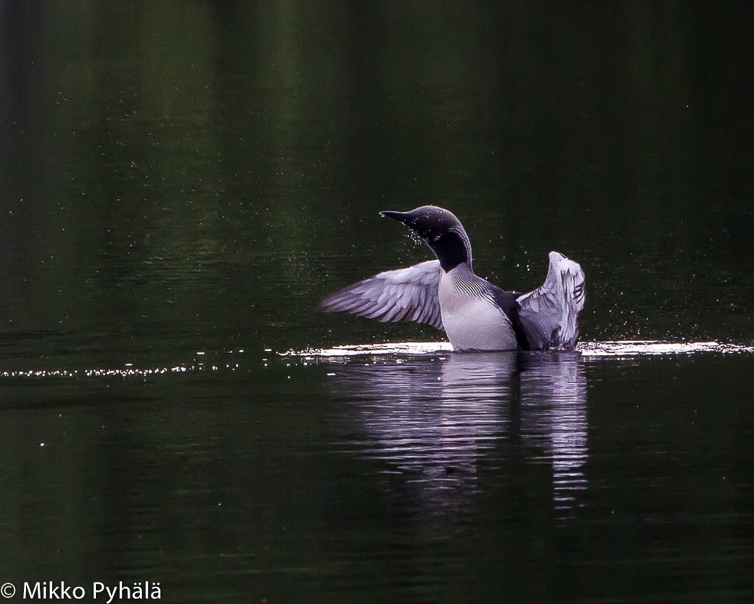 Arctic Loon - ML204730001