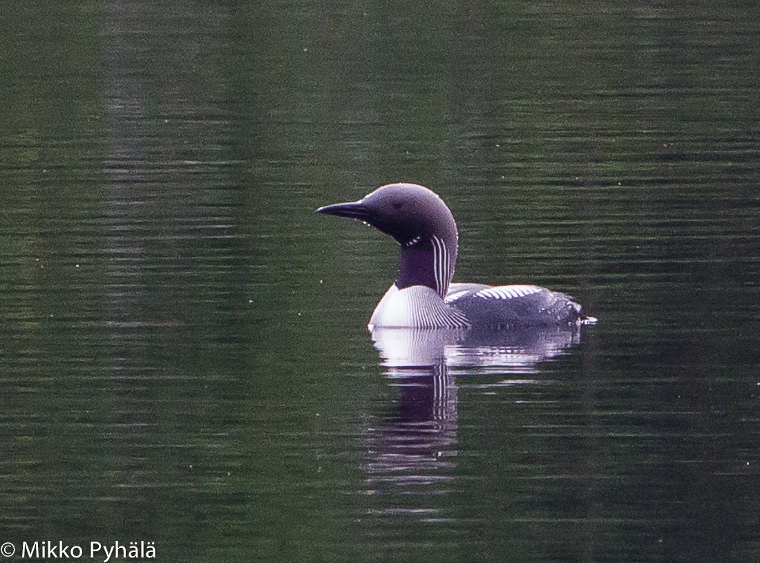 Arctic Loon - ML204730011