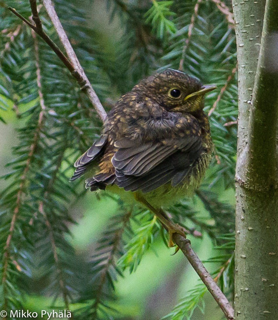 European Robin - ML204730031