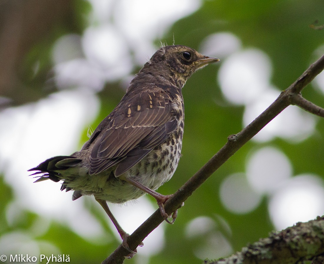 Fieldfare - ML204730071