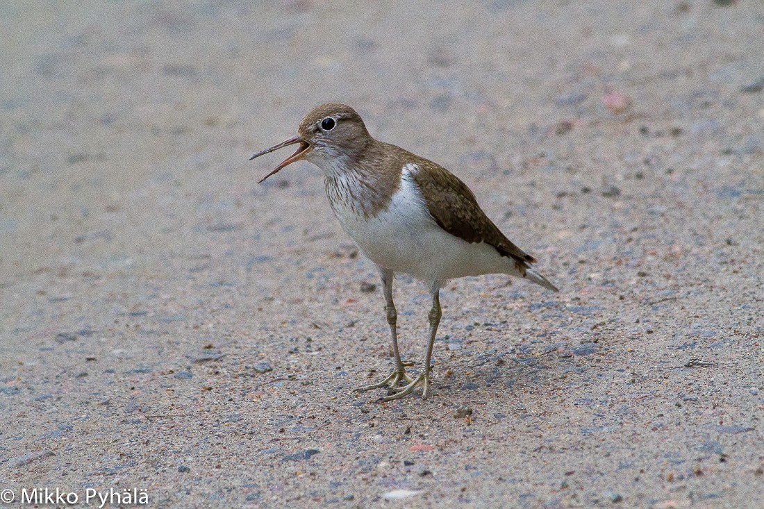 strandsnipe - ML204730081