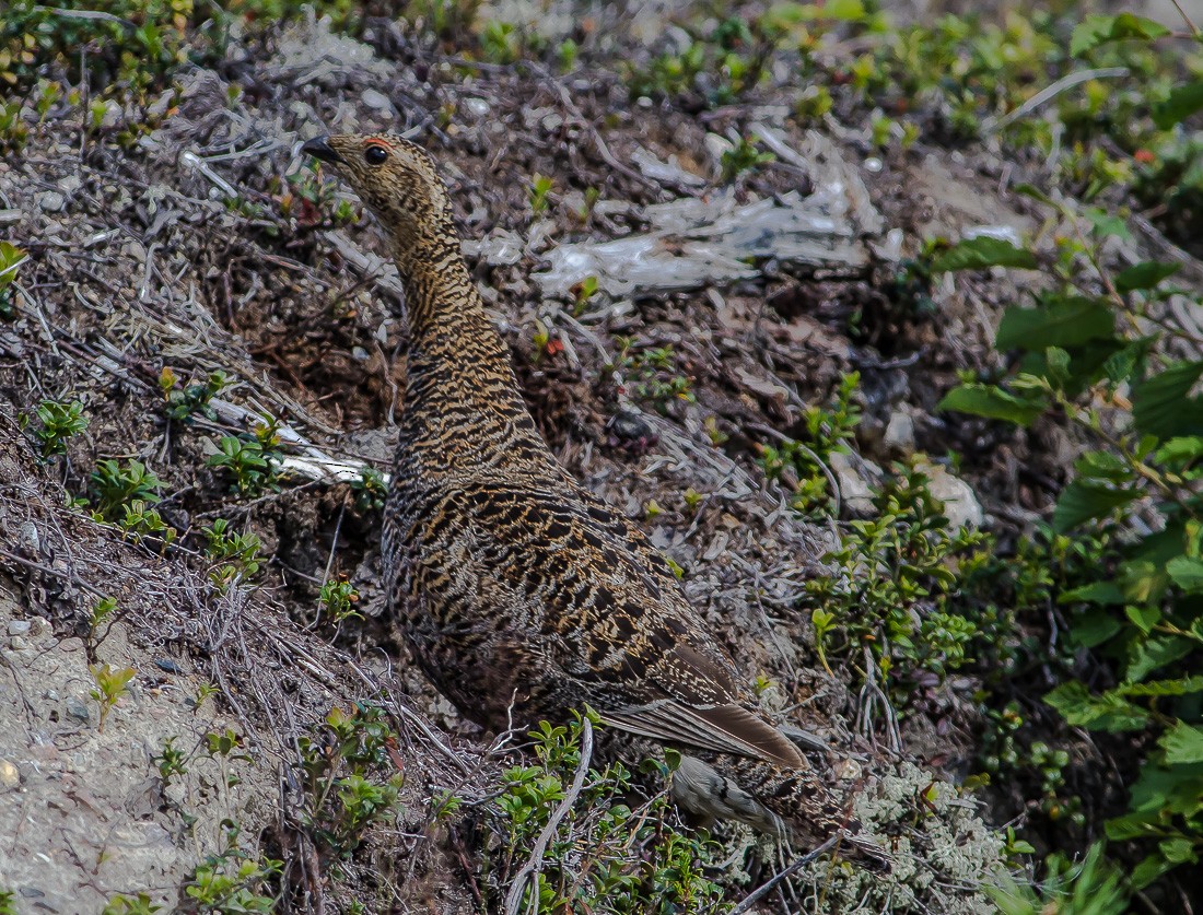 Urogallo Común - ML204730091