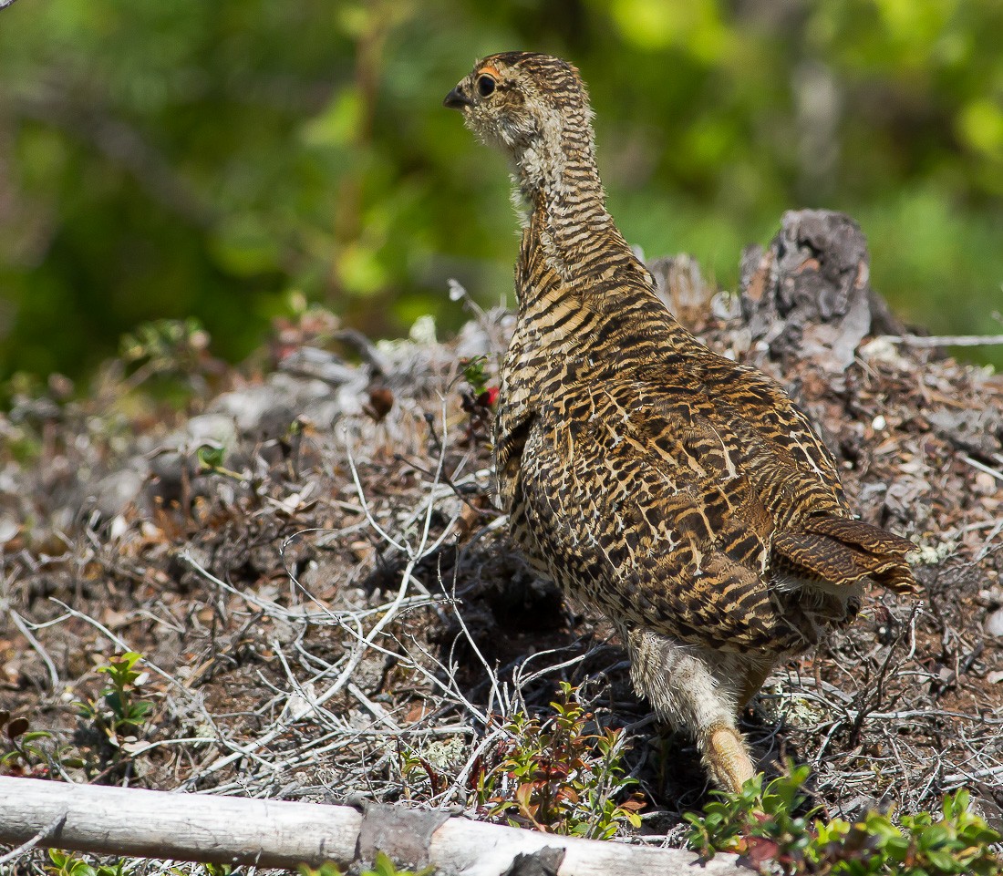 Western Capercaillie - ML204730101