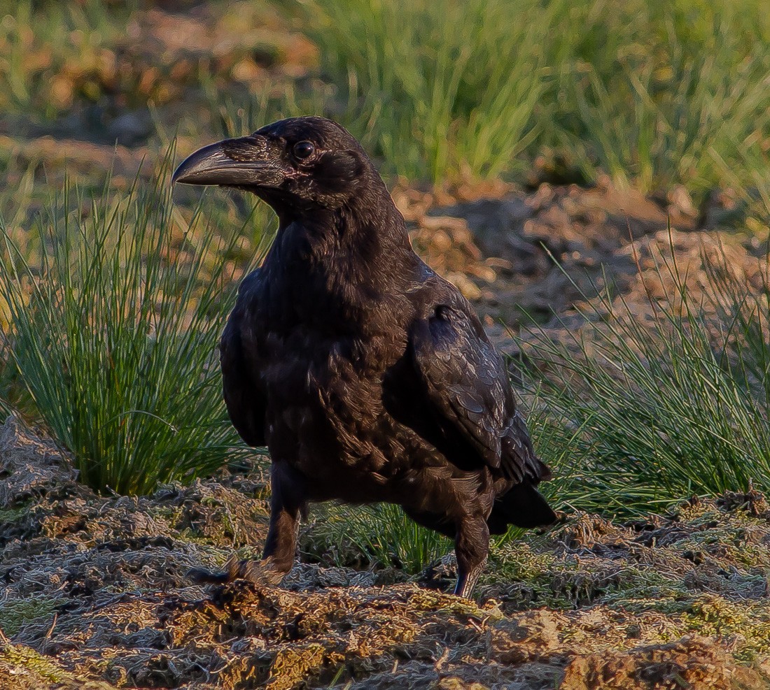 Common Raven - ML204730151