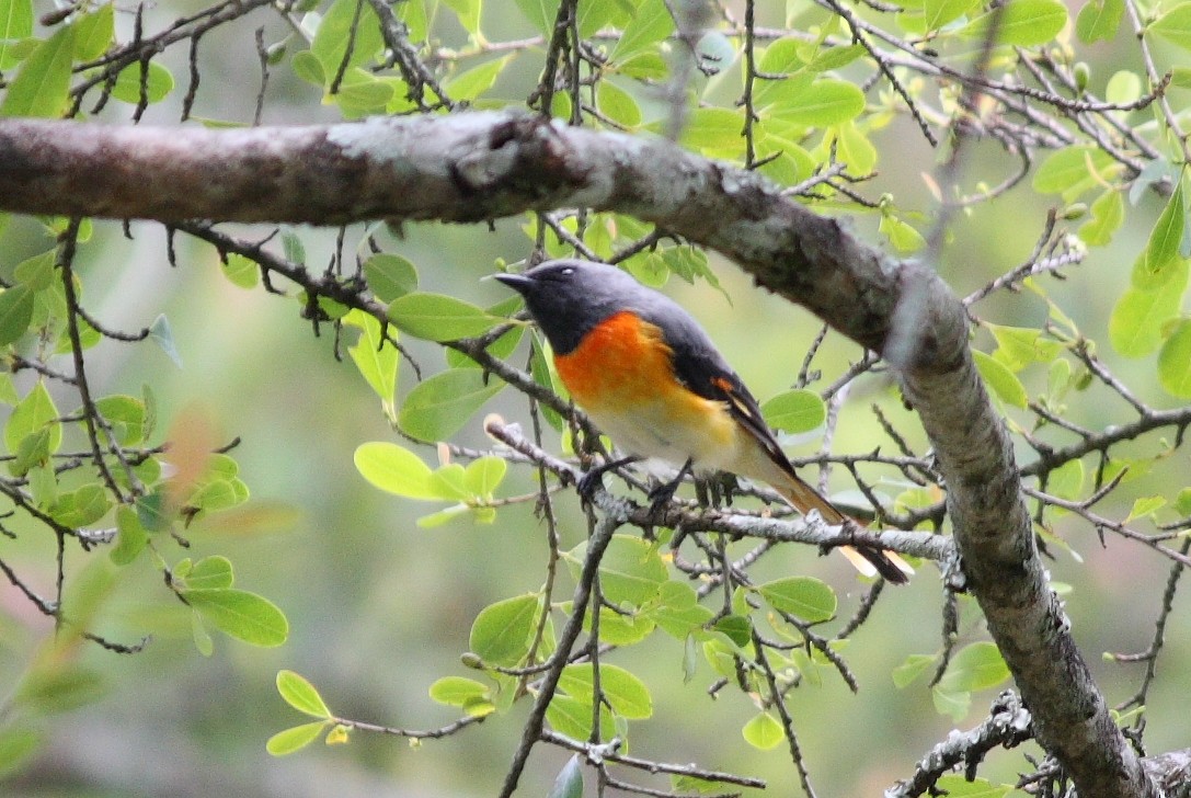 Small Minivet - ML204730671