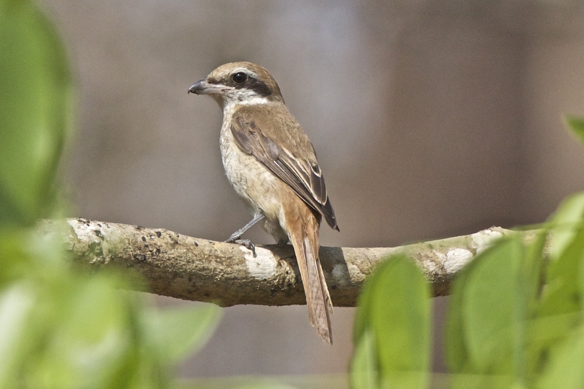 Brown Shrike (Brown) - ML204731081