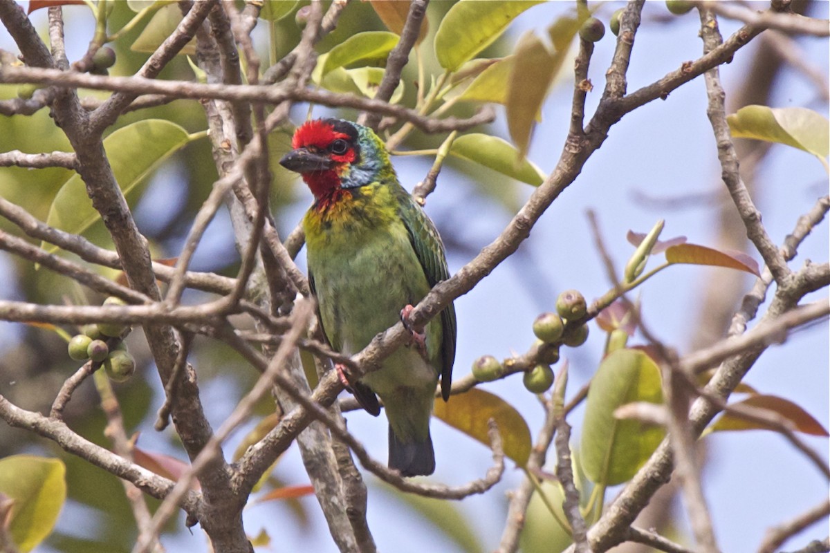 Malabar Barbet - ML204731191