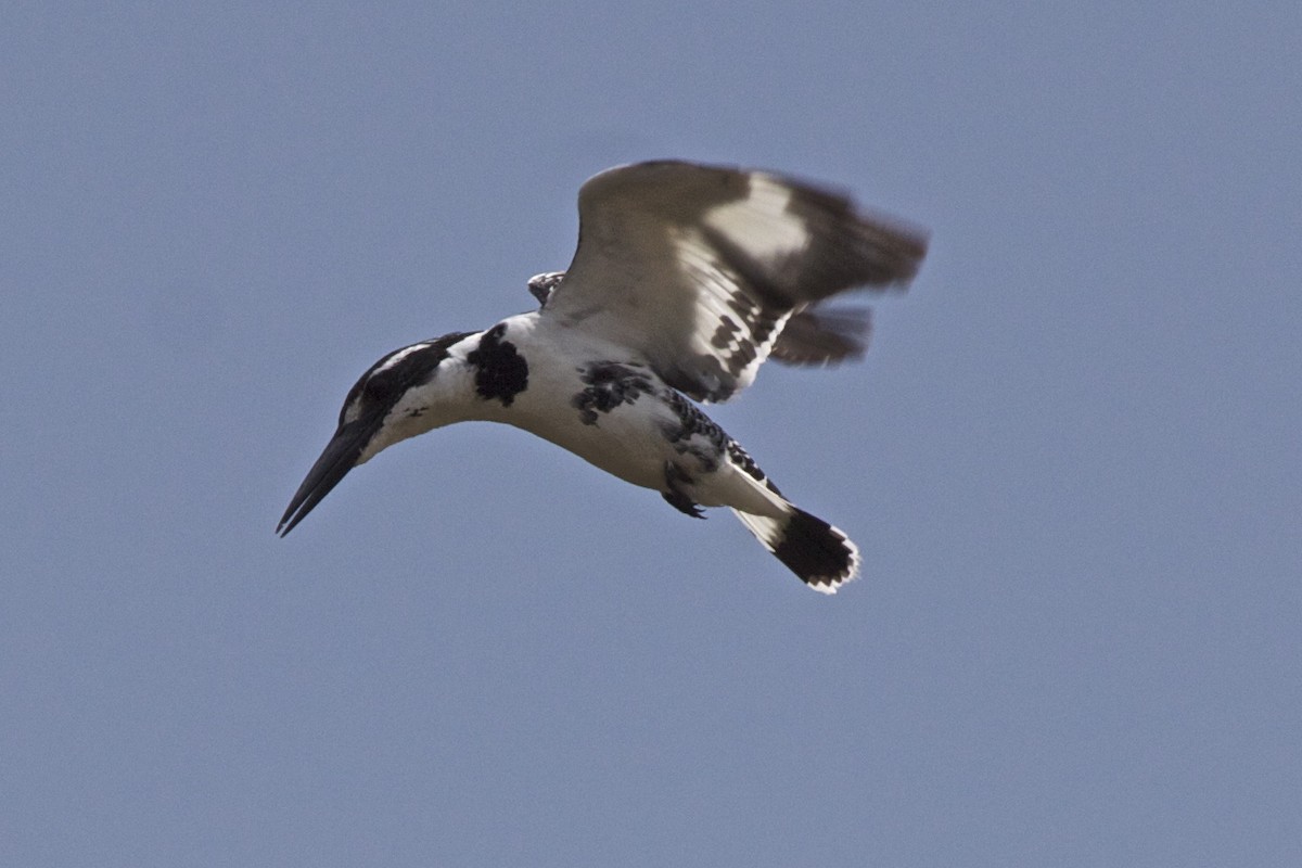 Pied Kingfisher - ML204731351