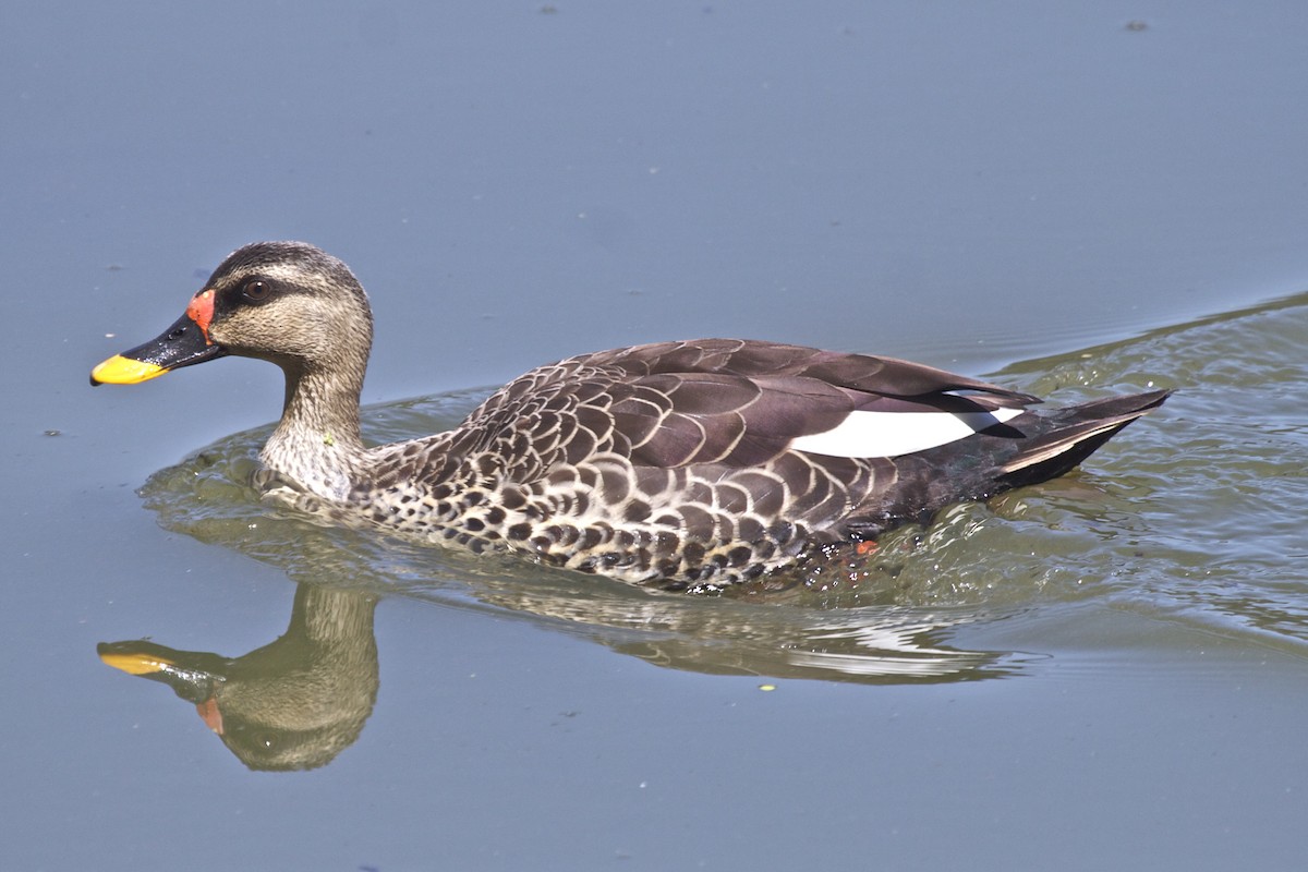 Canard à bec tacheté - ML204731471