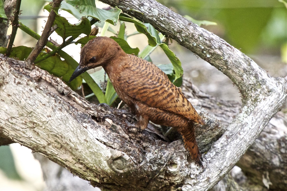 Rufous Woodpecker - Vasanthan Panchavarnam
