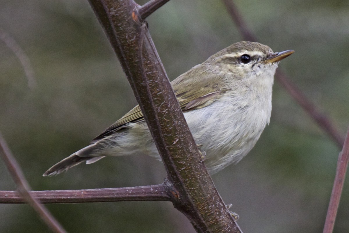 Greenish Warbler - ML204731581