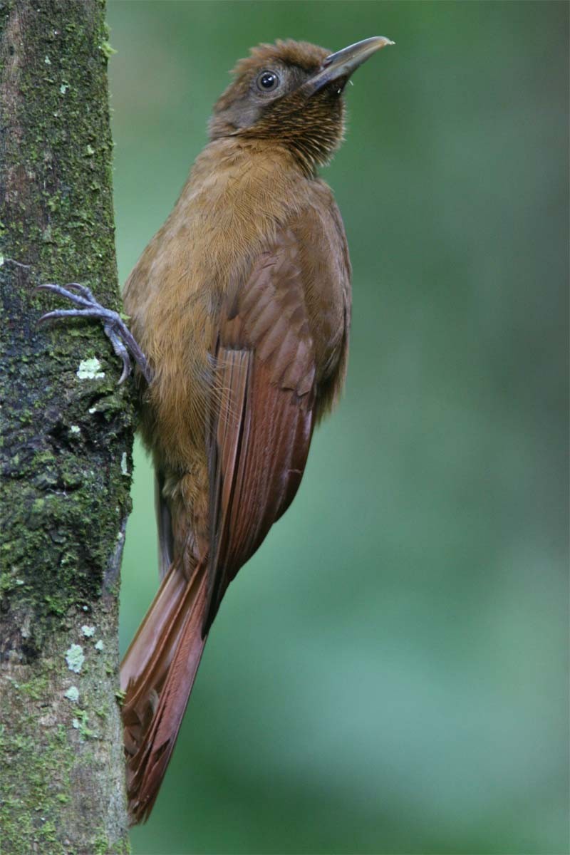 Plain-brown Woodcreeper (Plain-brown) - ML204731671