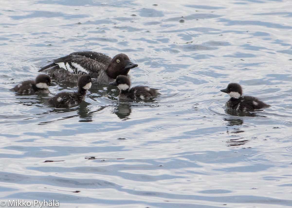 Common Goldeneye - Mikko Pyhälä