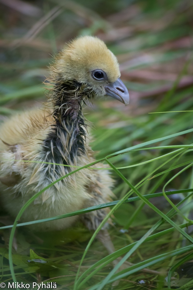 Horned Screamer - ML204732601