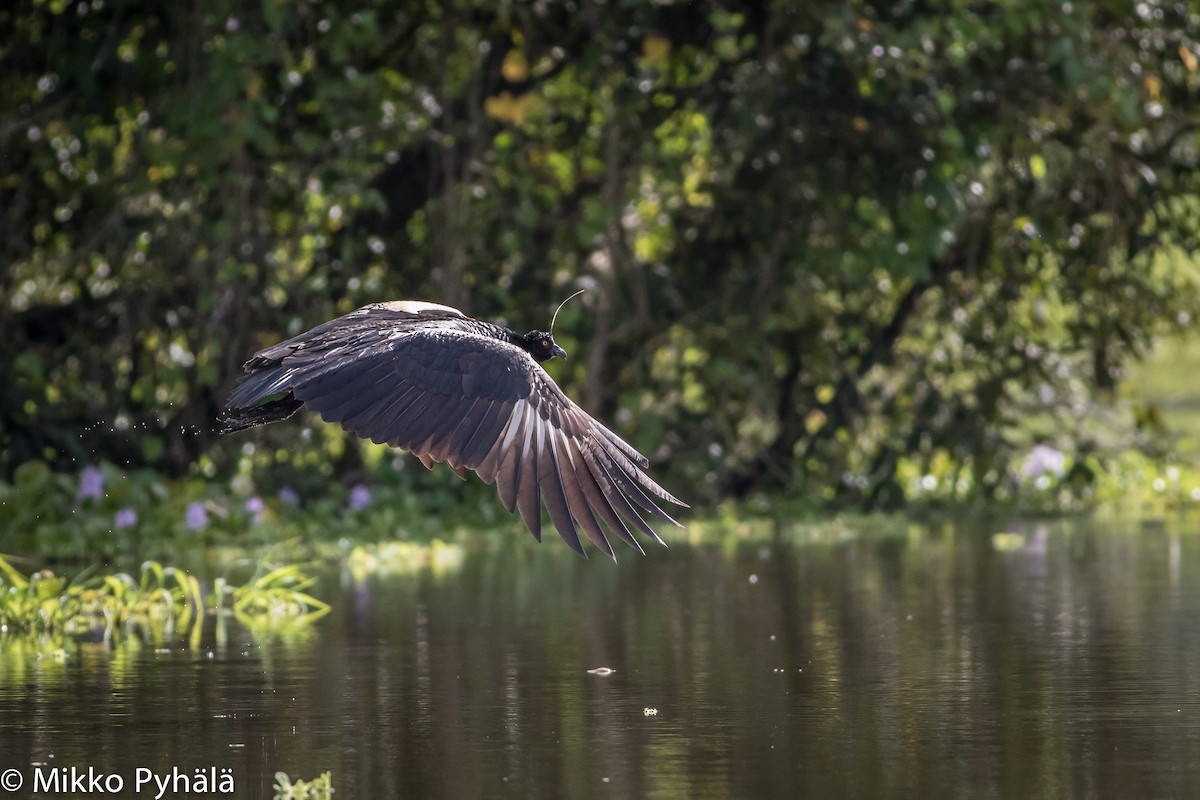 Horned Screamer - ML204732611