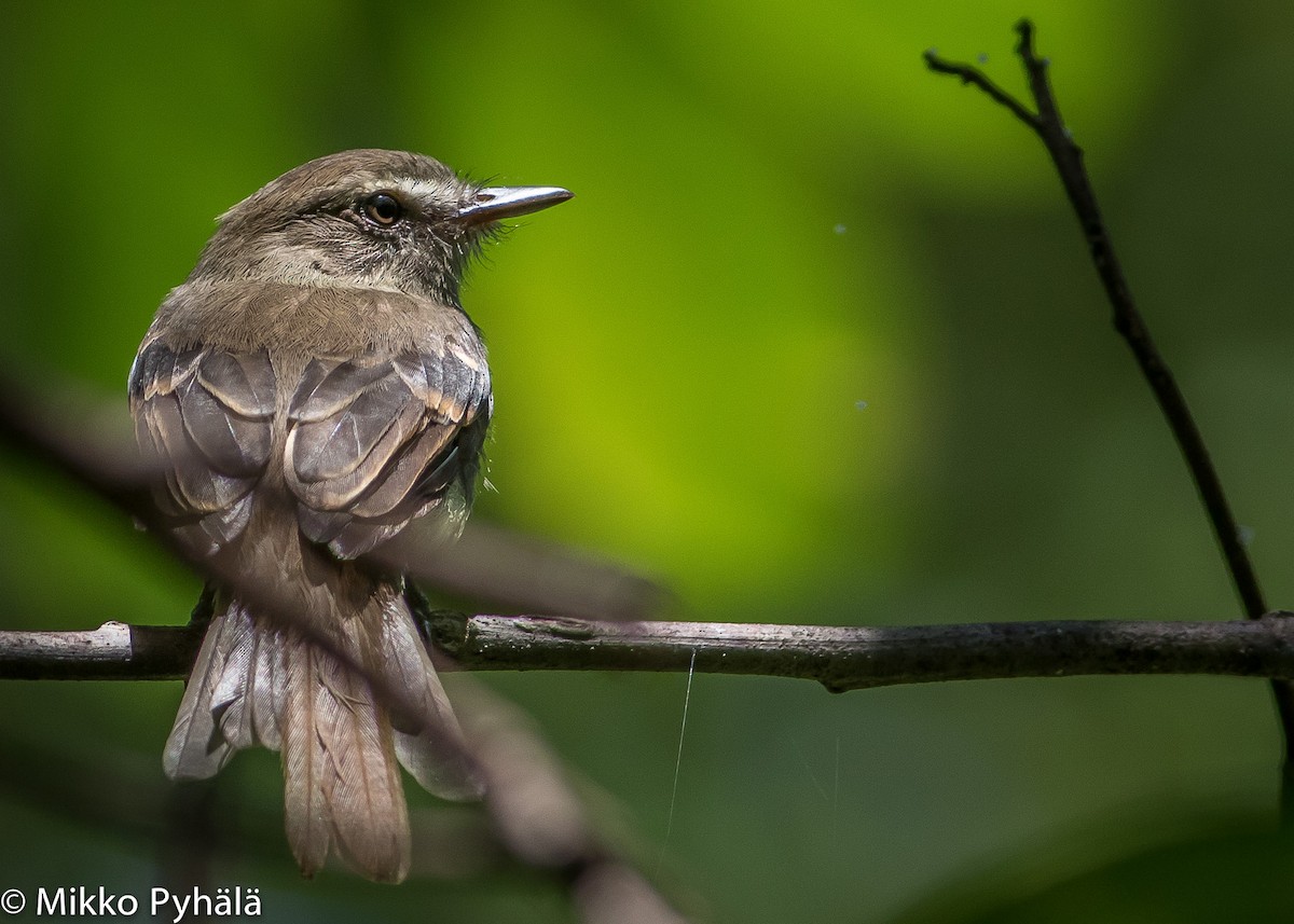 Fuscous Flycatcher (Fuscous) - ML204732621