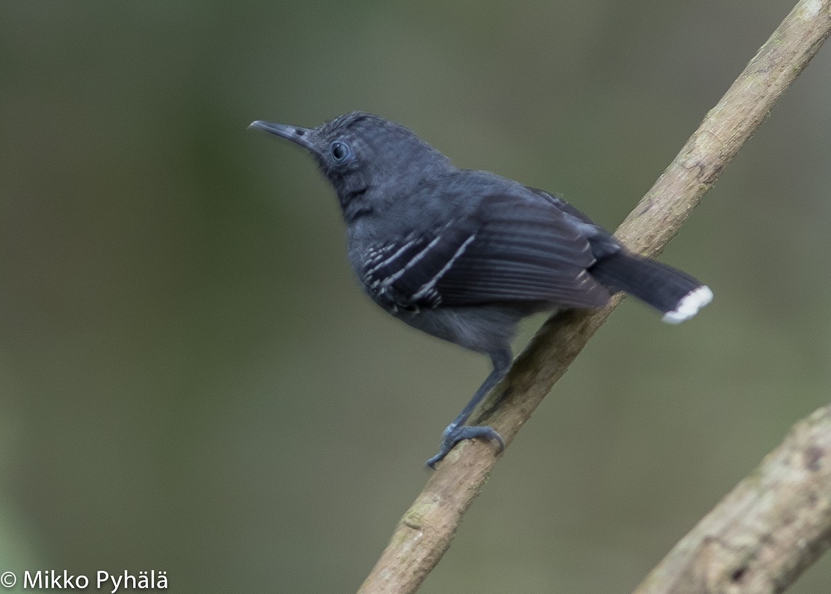 Band-tailed Antbird - Mikko Pyhälä