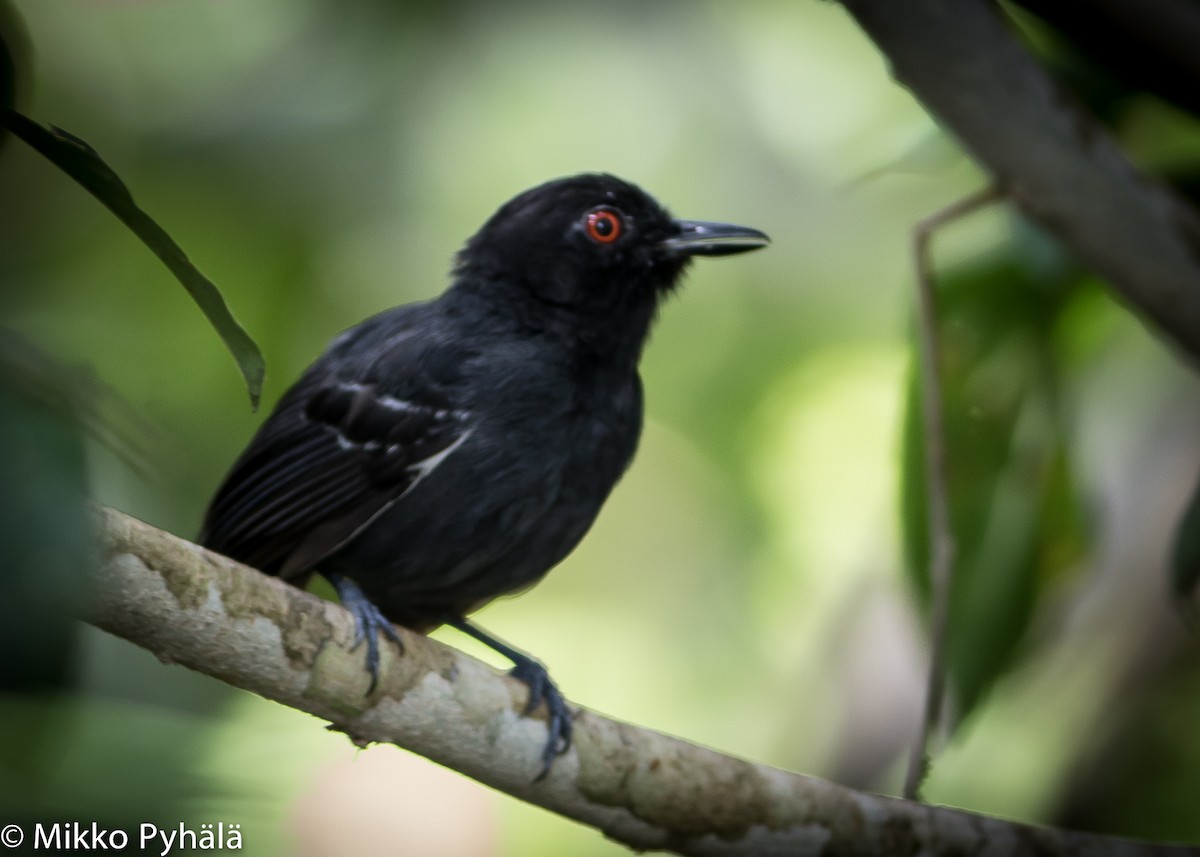 Black-tailed Antbird - Mikko Pyhälä